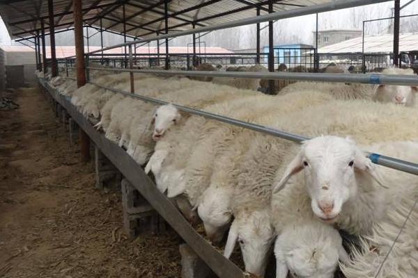 圈養(yǎng)羊吃什么草 圈養(yǎng)羊的利潤