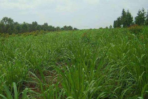 圈養(yǎng)羊吃什么草 圈養(yǎng)羊的利潤