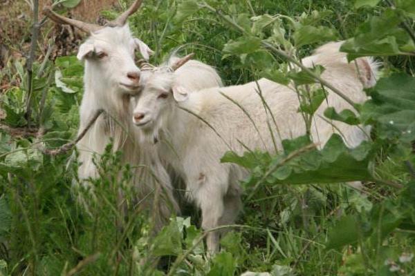 母羊不發情怎么辦 繁殖母羊的飼養技術