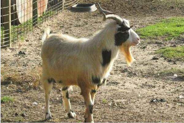 母羊不發情怎么辦 繁殖母羊的飼養技術