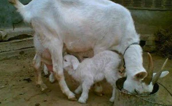 母羊不發情怎么辦 繁殖母羊的飼養技術