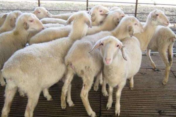 母羊不發情怎么辦 繁殖母羊的飼養技術