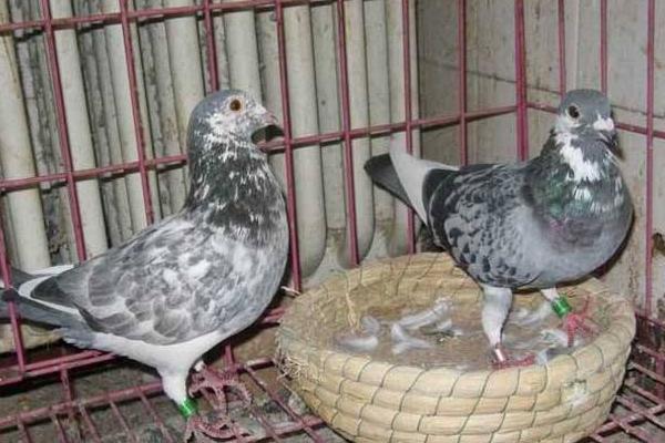 鴿子窩怎么做 鴿子窩設計圖片