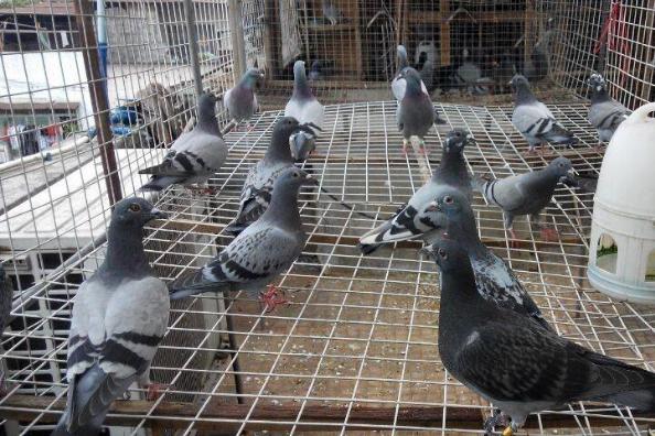 什么人適合養鴿子 養鴿子風水禁忌