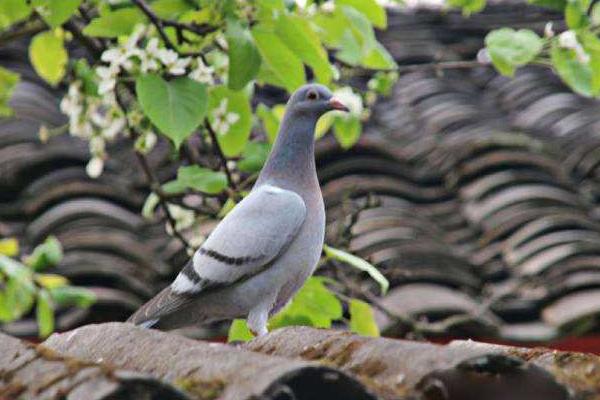什么人適合養鴿子 養鴿子風水禁忌