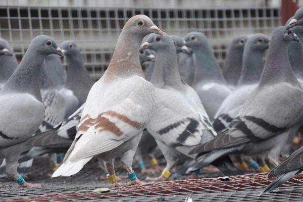 什么人適合養鴿子 養鴿子風水禁忌
