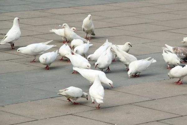 什么人適合養鴿子 養鴿子風水禁忌