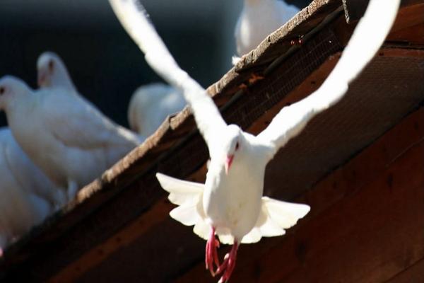什么人適合養鴿子 養鴿子風水禁忌