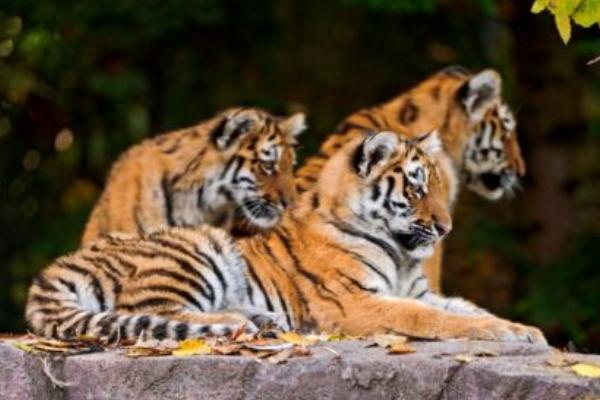 屬虎的和什么屬相最配（男、女） 屬虎的幾月出生最好