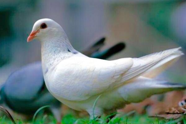 乳鴿市場價格多少錢一只 乳鴿的營養(yǎng)價值