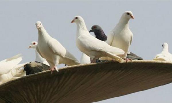 乳鴿市場價格多少錢一只 乳鴿的營養(yǎng)價值