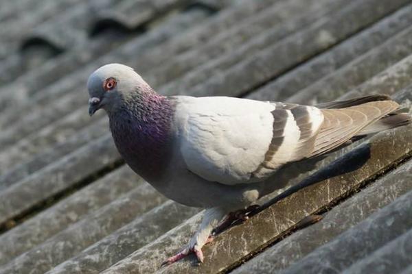 乳鴿市場價格多少錢一只 乳鴿的營養(yǎng)價值