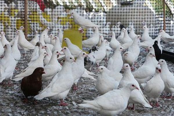 乳鴿市場價格多少錢一只 乳鴿的營養(yǎng)價值