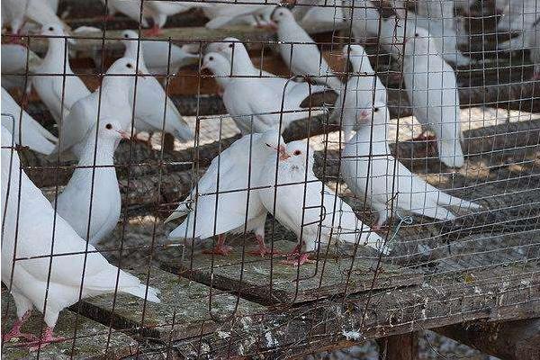 乳鴿市場價格多少錢一只 乳鴿的營養(yǎng)價值