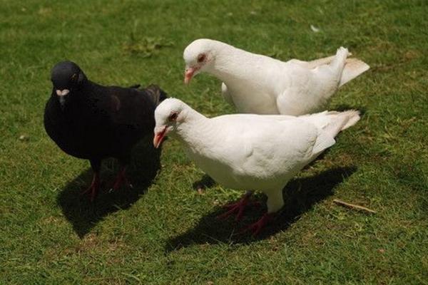 乳鴿市場價格多少錢一只 乳鴿的營養(yǎng)價值