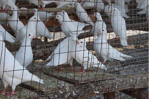 散養鴿子窩怎樣搭建 散養鴿子多少對最好