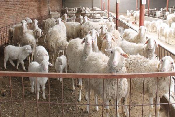 如何圈養(yǎng)羊 圈養(yǎng)羊什么品種好