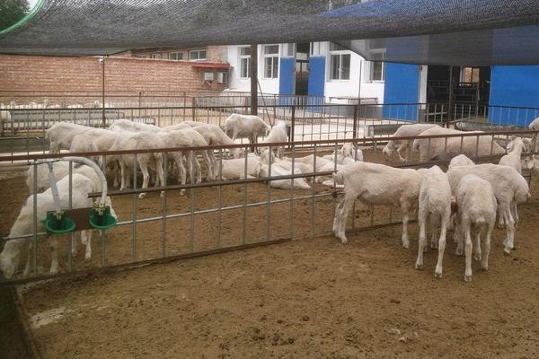 如何圈養(yǎng)羊 圈養(yǎng)羊什么品種好
