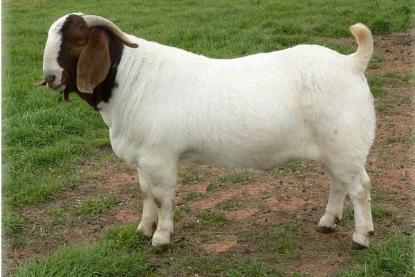 如何圈養(yǎng)羊 圈養(yǎng)羊什么品種好