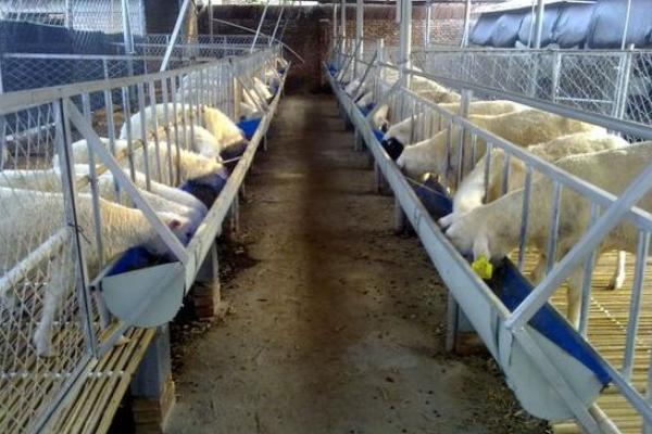 如何圈養(yǎng)羊 圈養(yǎng)羊什么品種好