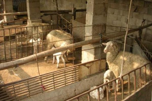 如何圈養(yǎng)羊 圈養(yǎng)羊什么品種好