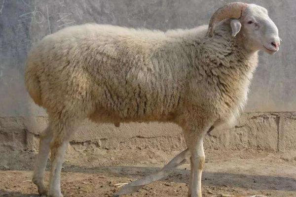 如何圈養(yǎng)羊 圈養(yǎng)羊什么品種好