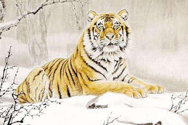 屬虎的今年多大（2018年） 屬虎今年運(yùn)勢(shì)如何（財(cái)運(yùn)、姻緣）