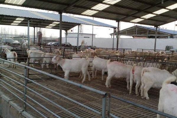 圈養羊吃什么草 圈養羊的利潤