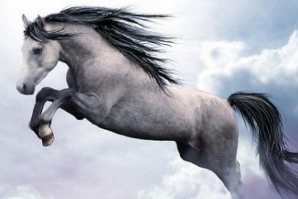 屬虎的今年多大(2018年) 屬虎今年運(yùn)勢(shì)如何(財(cái)運(yùn)、姻緣)