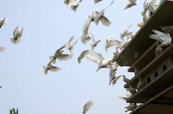 散養鴿子窩怎樣搭建 散養鴿子多少對最好