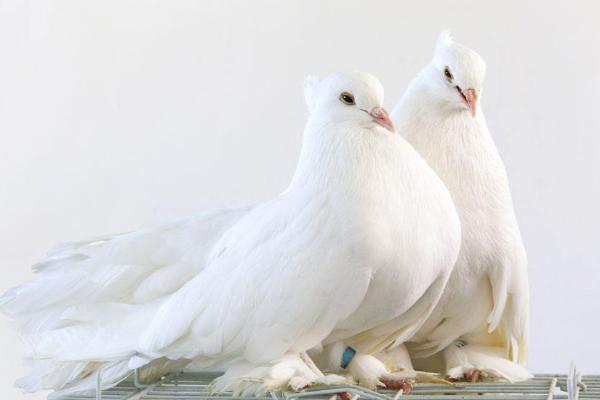 散養鴿子窩怎樣搭建 散養鴿子多少對最好