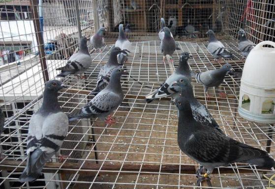 散養鴿子窩怎樣搭建 散養鴿子多少對最好