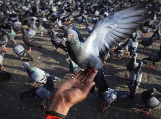 散養鴿子窩怎樣搭建 散養鴿子多少對最好