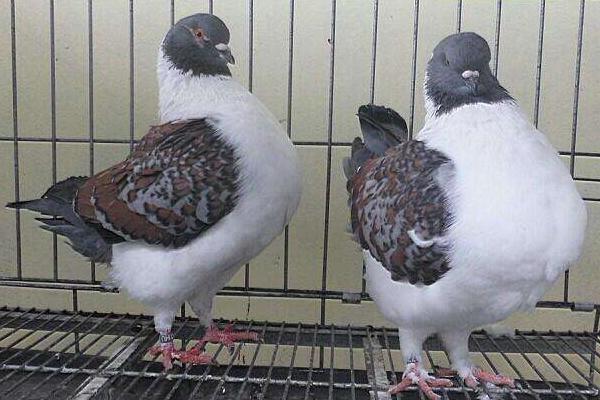 元寶鴿什么顏色的好 元寶鴿會飛嗎
