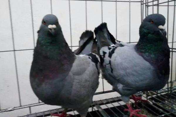元寶鴿什么顏色的好 元寶鴿會飛嗎