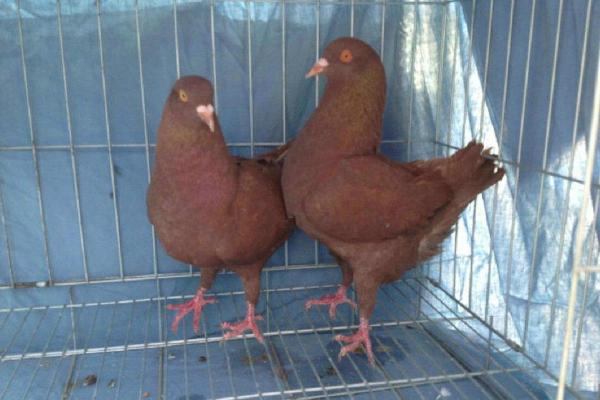 元寶鴿什么顏色的好 元寶鴿會飛嗎