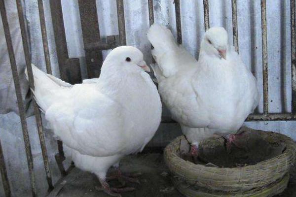 元寶鴿什么顏色的好 元寶鴿會飛嗎