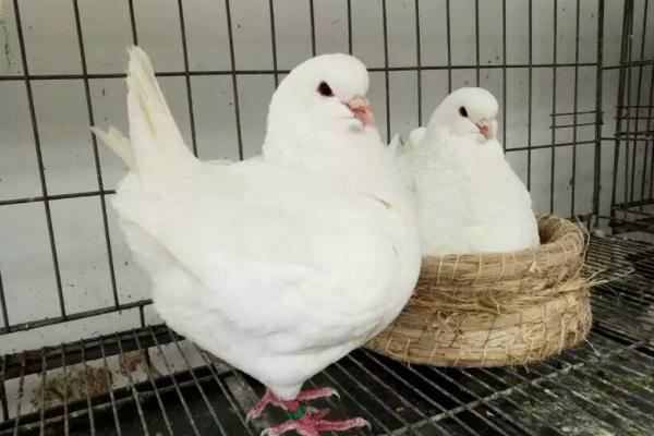 元寶鴿什么顏色的好 元寶鴿會飛嗎
