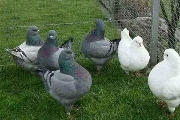 元寶鴿什么顏色的好 元寶鴿會飛嗎