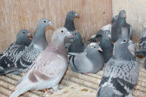 新手如何養(yǎng)鴿子 如何飼養(yǎng)鴿子