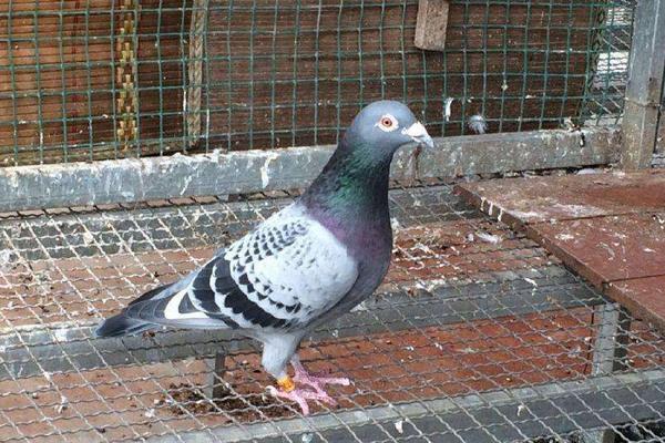 新手如何養(yǎng)鴿子 如何飼養(yǎng)鴿子