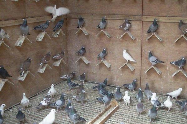 新手如何養(yǎng)鴿子 如何飼養(yǎng)鴿子