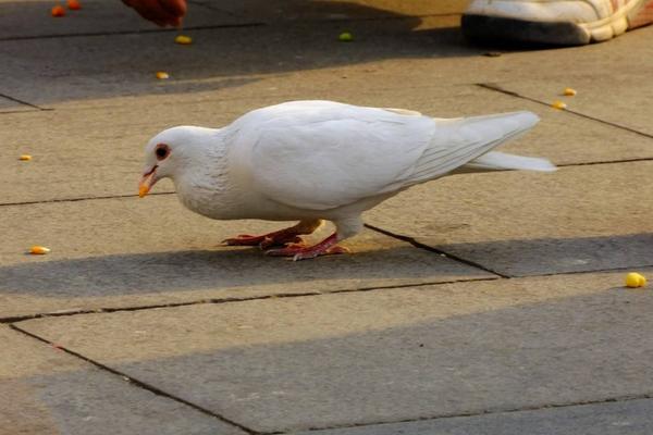 新手如何養(yǎng)鴿子 如何飼養(yǎng)鴿子