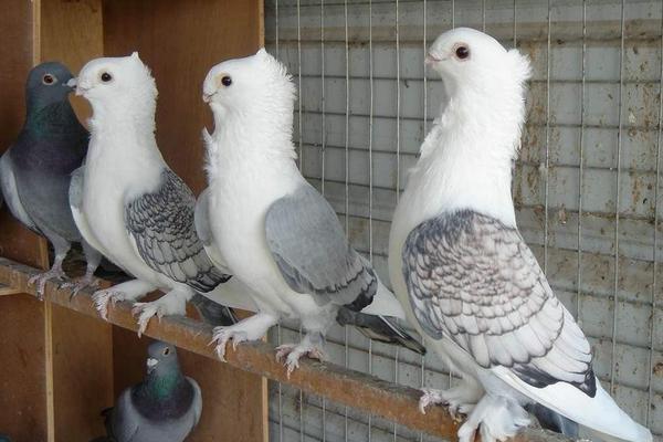 新手如何養(yǎng)鴿子 如何飼養(yǎng)鴿子
