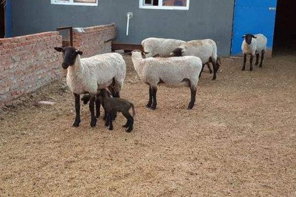 圈養羊的羊舍建設方法 圈養羊的成功經驗