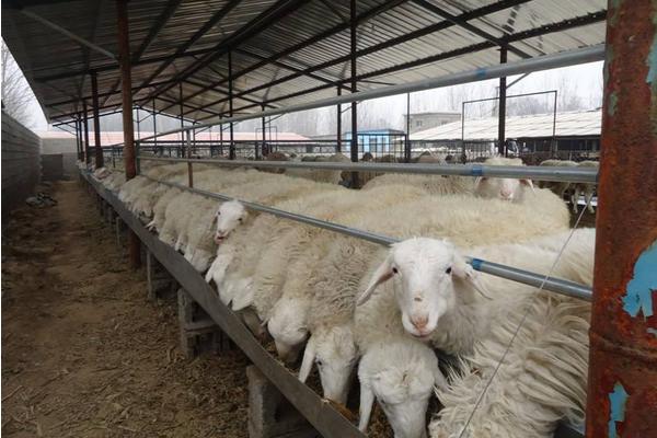 羊飼料的最佳配方 育肥羊飼料配方