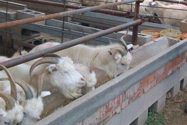 羊飼料的最佳配方 育肥羊飼料配方