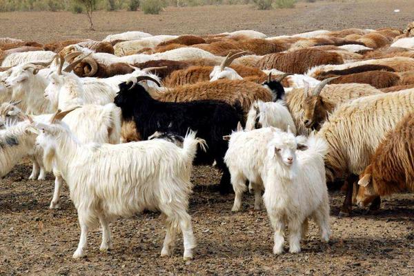 羊飼料的最佳配方 育肥羊飼料配方