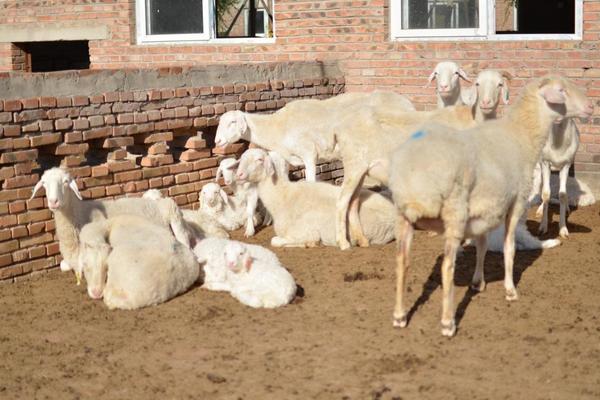 羊飼料的最佳配方 育肥羊飼料配方