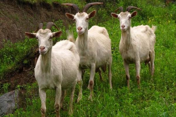 西農薩能奶山羊市場價格多少錢一只 西農薩能奶山羊養殖前景